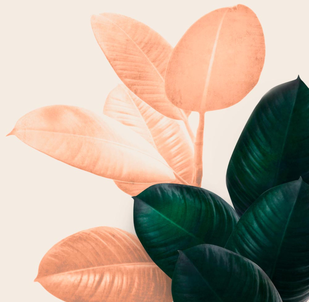 Листья фикуса