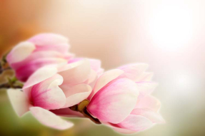 Цветок магнолии