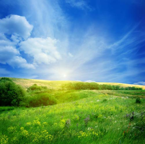 Зеленое поле с цветами