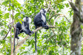 Обезьяны в лесу