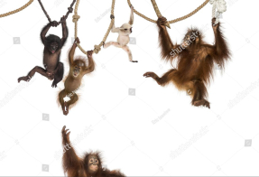 Маленькие обезьянки