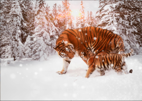 Тигр и тигренок