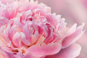 Большой пион