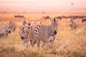 Зебры в саванне