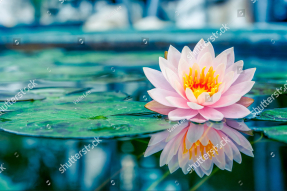 Красивая кувшинка