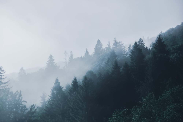 Ліс в тумані