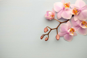 Нежные орхидеи