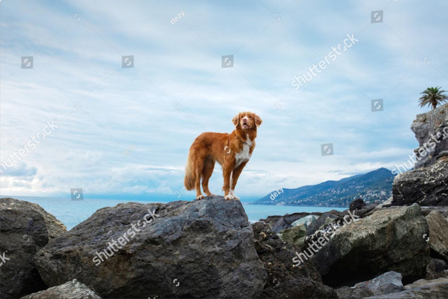 Пес в горах