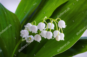 Свежие ландыши