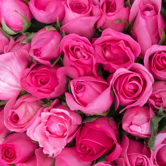 Розы малиновго цвета