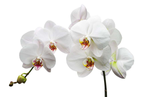 Картины Ветка белых орхидей
