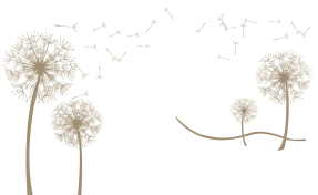 Бежевые одуванчики