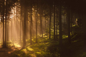 Солнечный лес