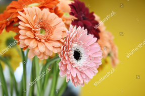 Герберы в букете