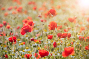 Маковое поле