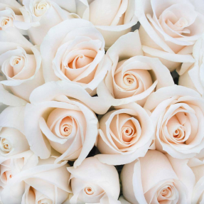 Нежные розы