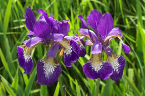 Ирисы в зелени