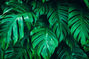 Сочные листья монстеры