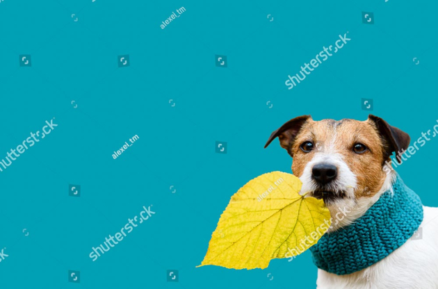 Песик