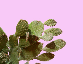 Необычный кактус