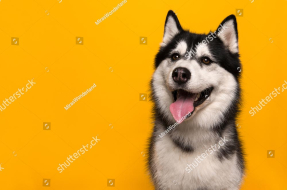 Веселый пес