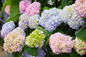 Разноцветная гортензия