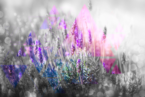 Цветы лаванды Цветы лаванды