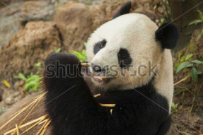 Панда