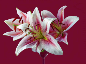 Яркие лилии