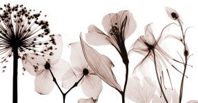 Цветочный фон