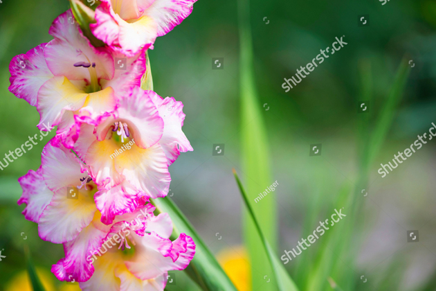 Гладиолусы