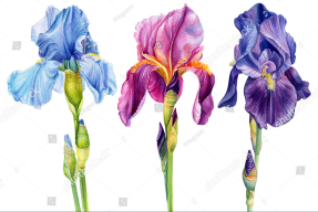 Трио ирисов