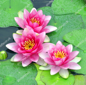 Розовые кувшинки