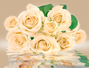 Желтые розы