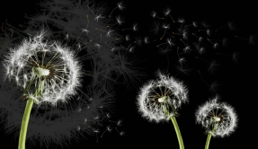 Одуванчики