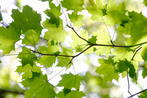 Листья клена