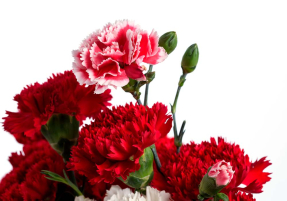 Красные гвоздики