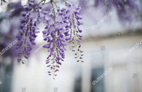 Ветка глицинии