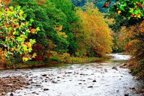 Лесная река