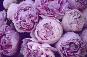 Фиолетовые пионы