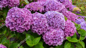 Куст гортензии