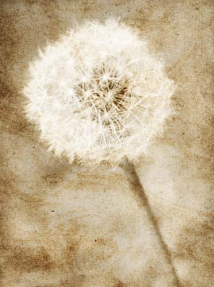 Рисованный одуванчик