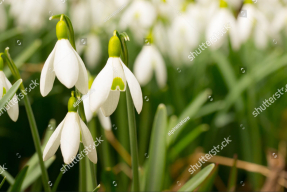 Первые подснежники