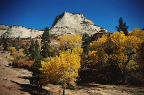 Лес на фоне горы