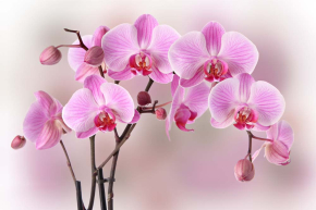 Картины Веточки орхидей с цветами