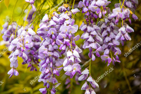 Ветка глицинии