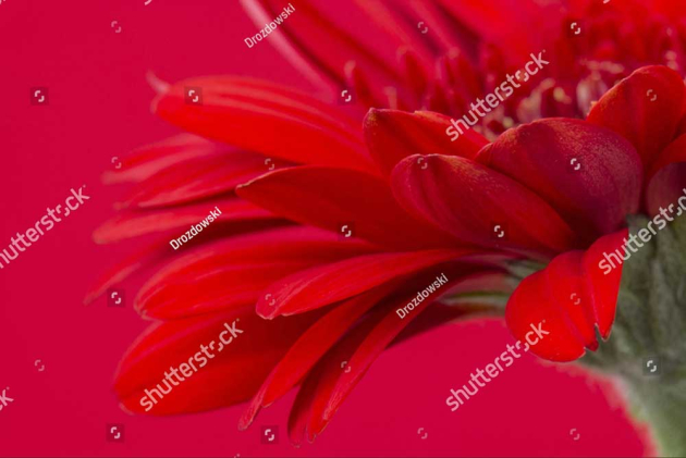 Красные герберы