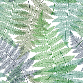 Листья папоротника