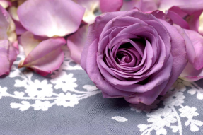 Лиловая роза