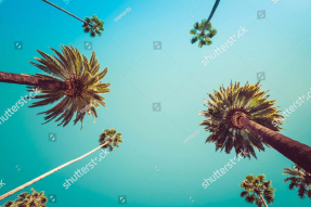 Пальмы Лос-Анджелеса